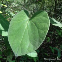 Marsdenia tenacissima (Roxb.) Moon